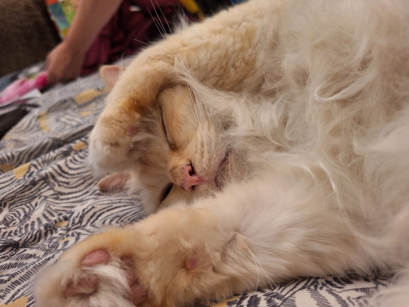 To think my cat is the perfect husband