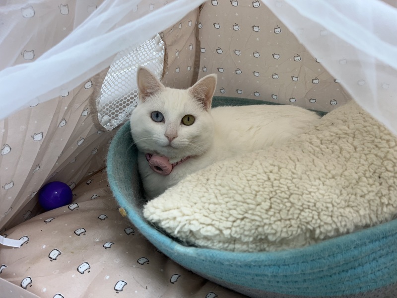 Thread 30 Starmer - Magic Roundabouts