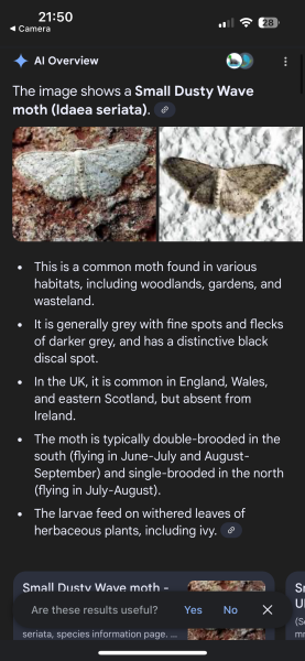 MOTHS EVERYWHERE!!!!!!