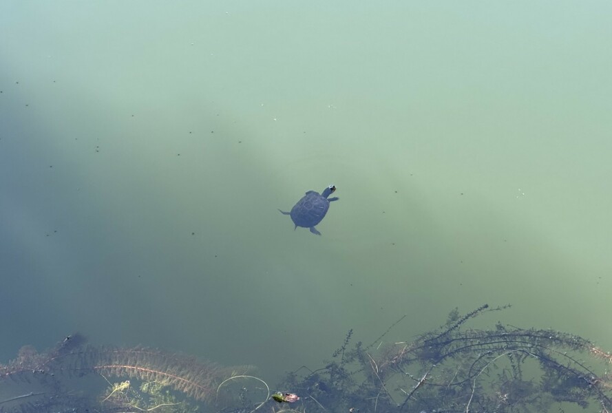 Come and tell us your dull and unexciting news 34: Calmly through the day