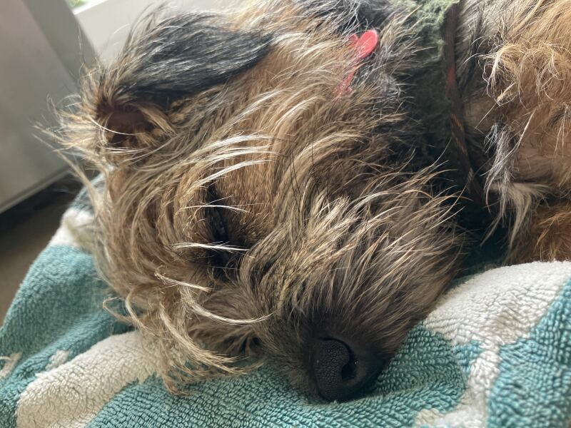 Odd Border Terrier behaviour 😳
