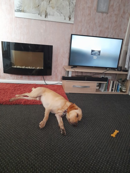 To not like dogs