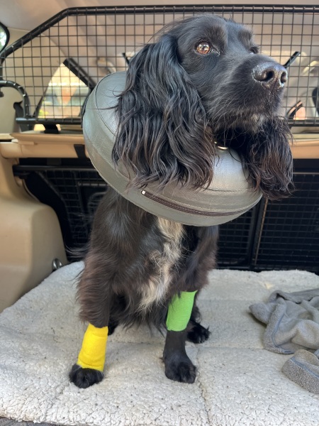 Adolescent Dog Survival Thread - welcome to the teenage wasteland