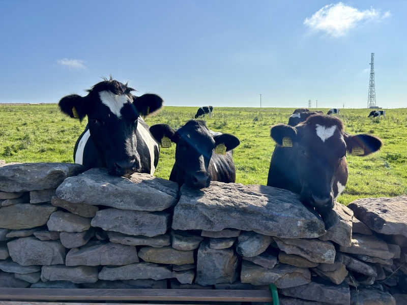 Questions about cows