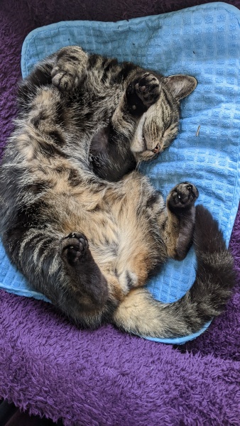 Chicken, Dreamies and Lickelix - the Excellent Cats form a disorderly queue