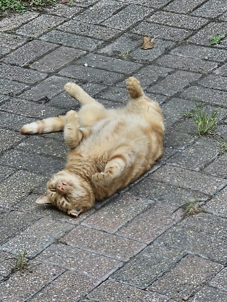 Chicken, Dreamies and Lickelix - the Excellent Cats form a disorderly queue