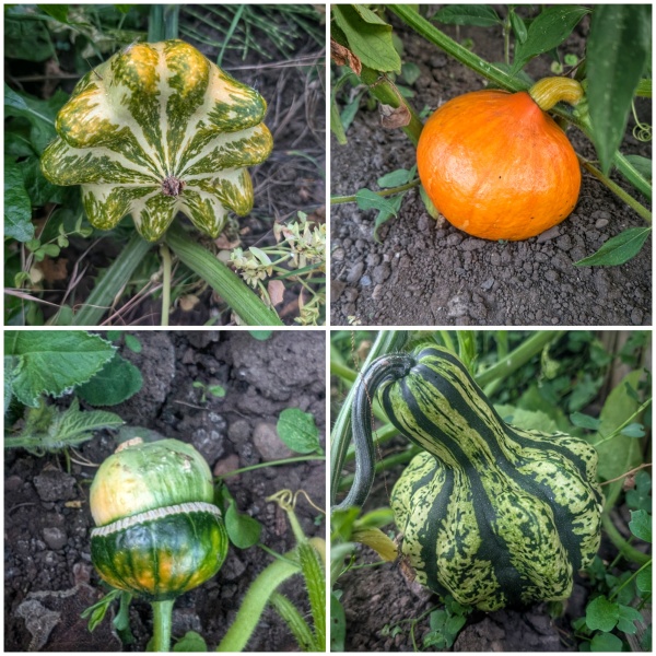 The Vegetable Patch 2024/2025