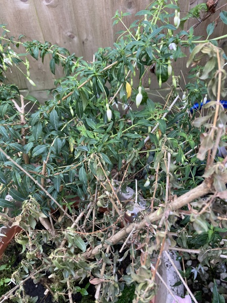What have you done in the garden today? Part 7