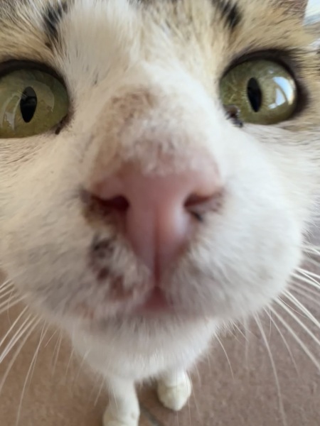 Chicken, Dreamies and Lickelix - the Excellent Cats form a disorderly queue