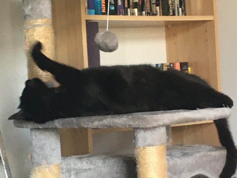 Chicken, Dreamies and Lickelix - the Excellent Cats form a disorderly queue