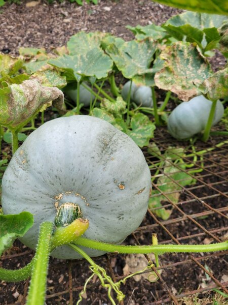 What have you done in the garden today? Part 7