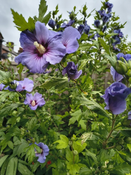 Thread 28 Starmer - Weodmonath