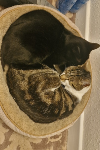 Just been offered a kitten - would I be foolish to say yes?