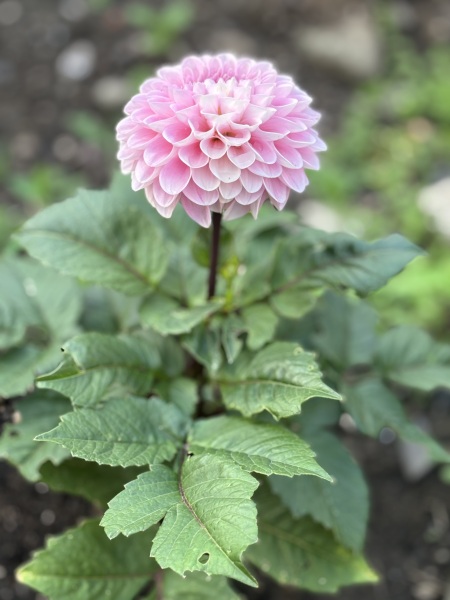 Who wants to look at my dahlias