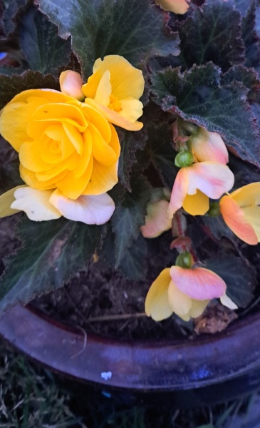 Thread 28 Starmer - Weodmonath