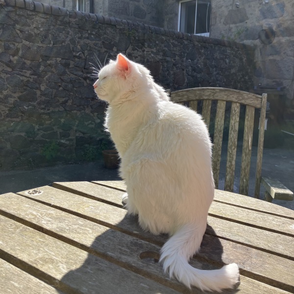 To ask how much a cat costs to keep?