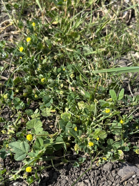 Weeds Have Rights Too !