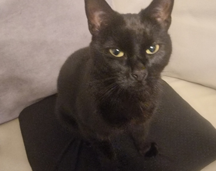 Cat jumped on baby! GP?