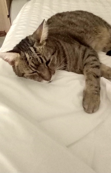 The One after the One where the Excellent Cats posed for a calendar