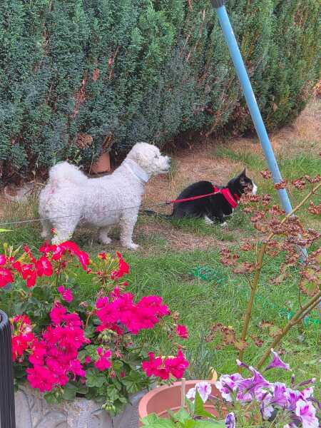 Dogs suddenly everywhere