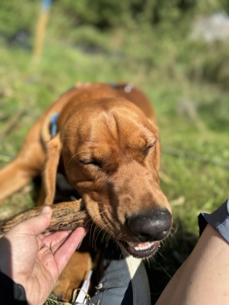 Adolescent Dog Survival Thread - welcome to the teenage wasteland