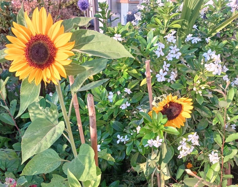 Thread 30 Starmer - Magic Roundabouts