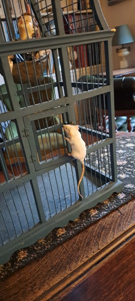 How do I furnish this cage?