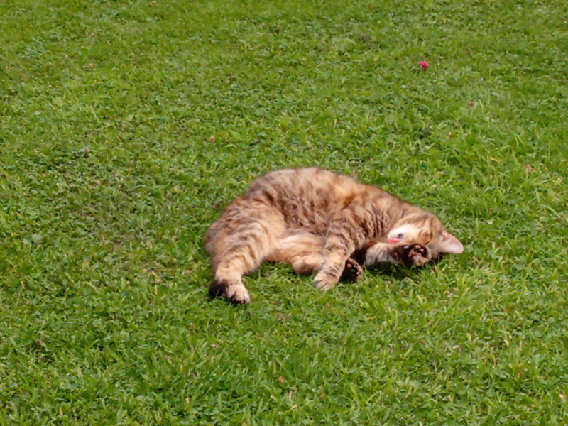 Chicken, Dreamies and Lickelix - the Excellent Cats form a disorderly queue