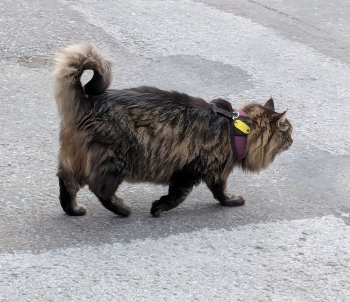 Chicken, Dreamies and Lickelix - the Excellent Cats form a disorderly queue