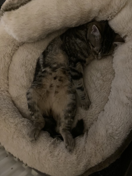 Cats a dickhead 🤣