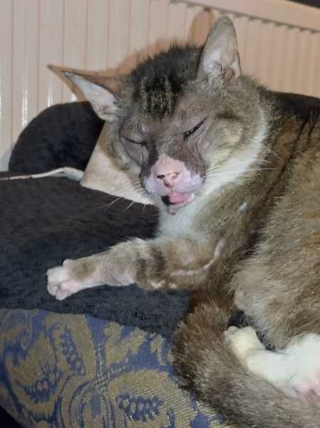 Chicken, Dreamies and Lickelix - the Excellent Cats form a disorderly queue