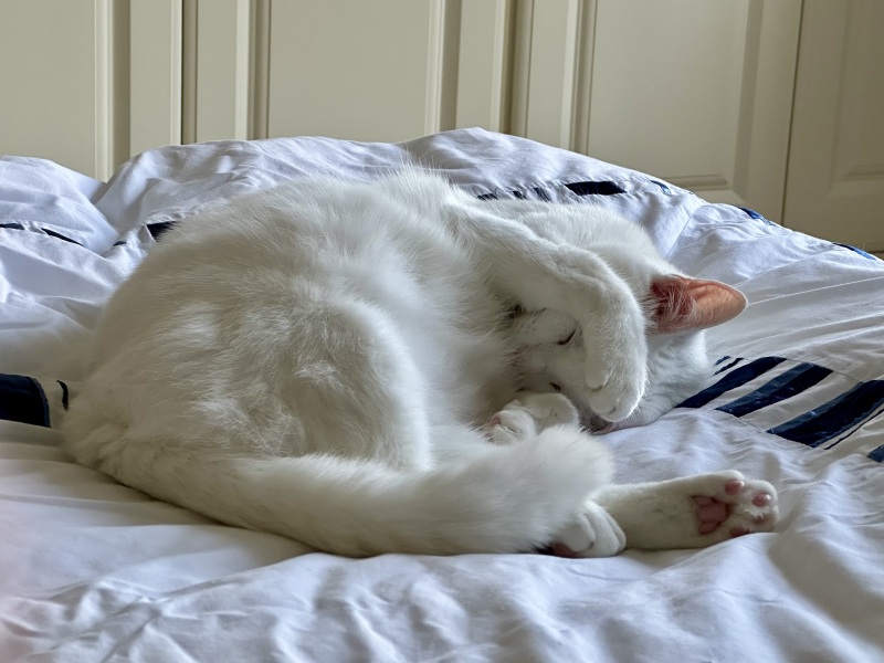 Chicken, Dreamies and Lickelix - the Excellent Cats form a disorderly queue