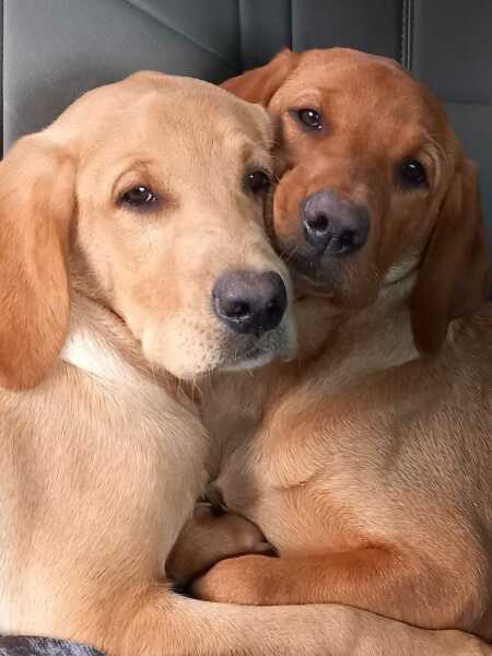 Dogs suddenly everywhere