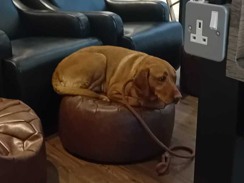 Dogs suddenly everywhere
