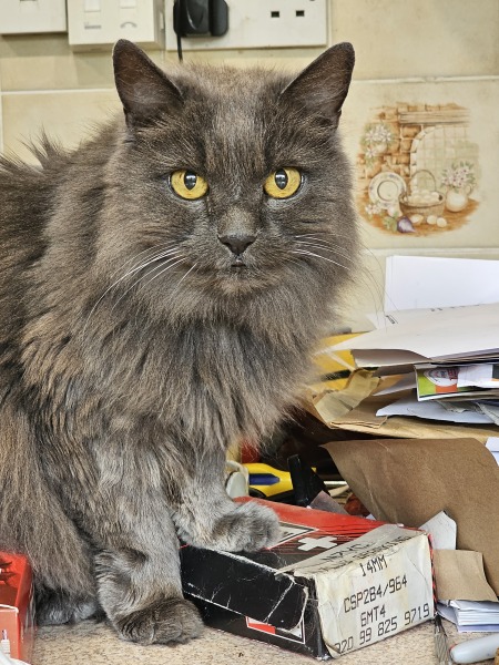 Chicken, Dreamies and Lickelix - the Excellent Cats form a disorderly queue