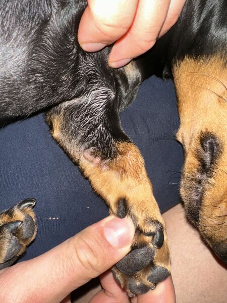 What’s this on my dog’s arm?!