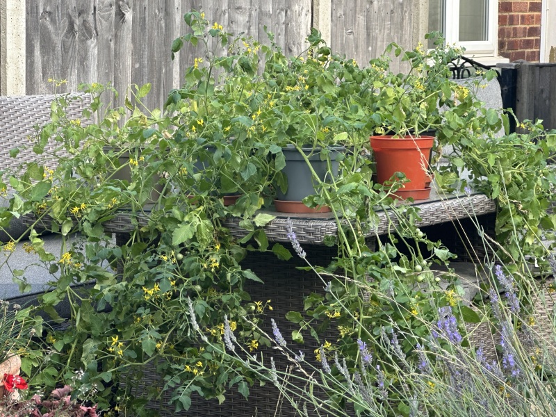 The Vegetable Patch 2024/2025