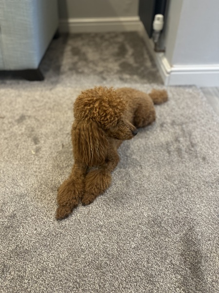 I think I'm ok waiting for my normal vets to open?