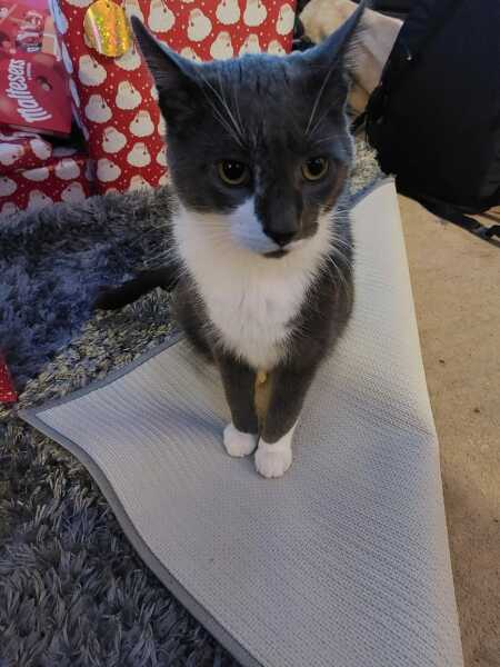 She's finally a lap cat, it only took 9 years!