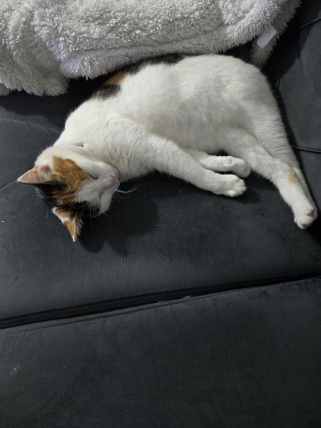 Think I jinked my cat