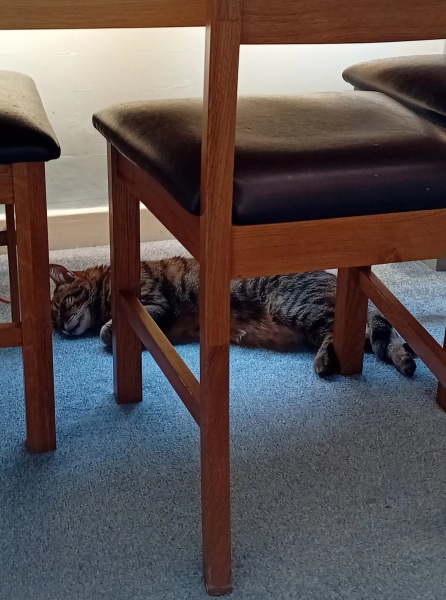 Chicken, Dreamies and Lickelix - the Excellent Cats form a disorderly queue