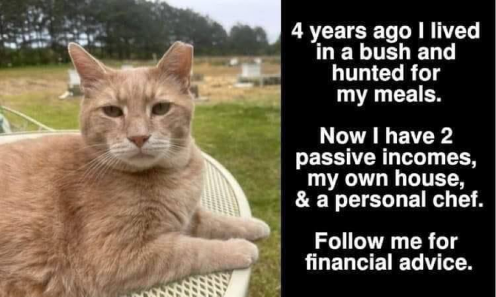 To think my cat is the perfect husband