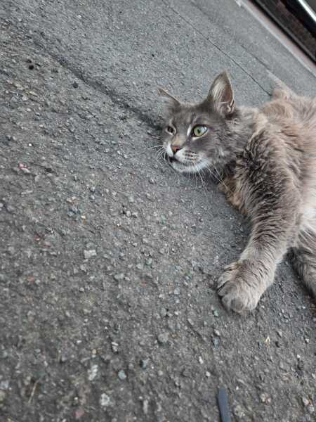 Would you mind if strangers stroked and petted your cat?