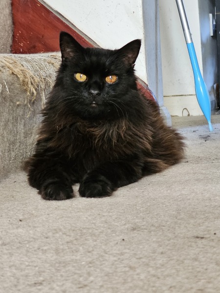 Chicken, Dreamies and Lickelix - the Excellent Cats form a disorderly queue