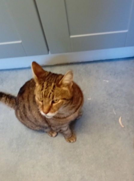 Chicken, Dreamies and Lickelix - the Excellent Cats form a disorderly queue