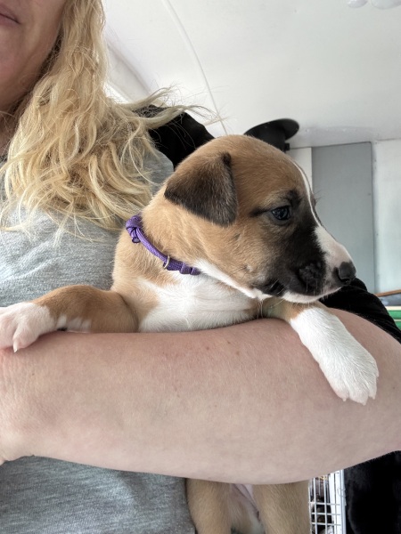 I want a puppy. I found a litter. Where do I start?