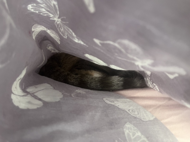 Chicken, Dreamies and Lickelix - the Excellent Cats form a disorderly queue