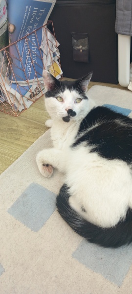 Chicken, Dreamies and Lickelix - the Excellent Cats form a disorderly queue