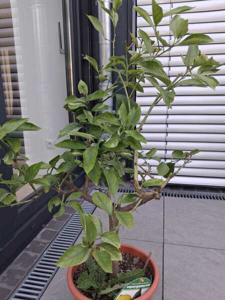 Citrus tree headache