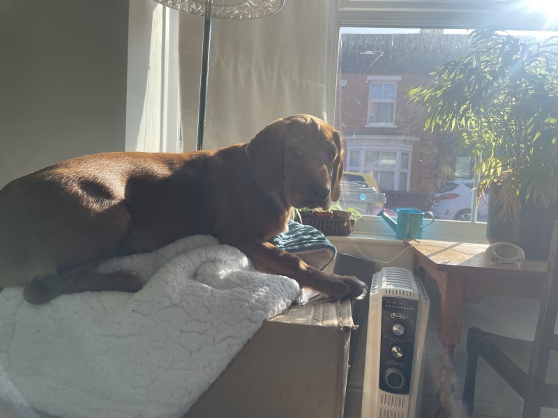 Summer 25 pups